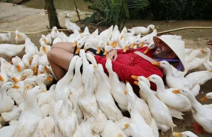 Theo chủ nông trại, vịt được huấn luyện từ nhỏ nên khá thân thiện với con người. Ảnh: Báo Đà Nẵng