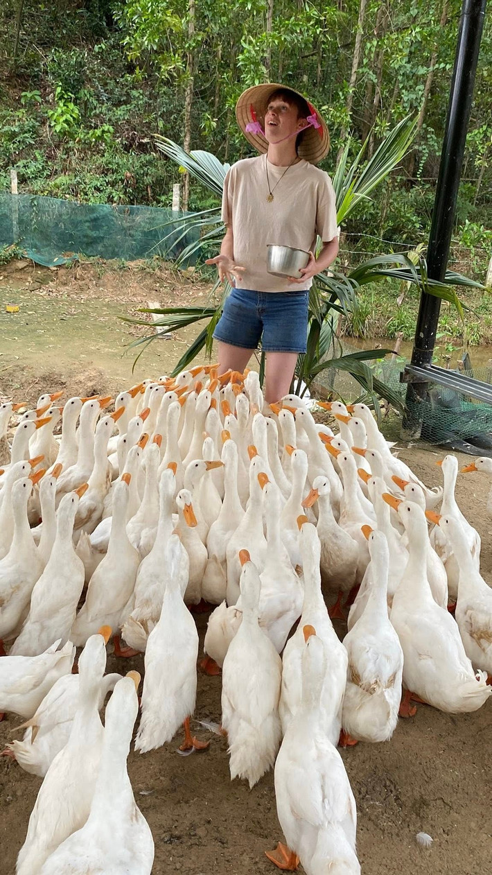 Cảm giác những chiếc mỏ vịt mổ nhẹ quanh chân được nhiều du khách ví von như một liệu pháp massage tự nhiên, đem tới sự sảng khoái bất ngờ. Ảnh: FB Duck Farm Phong Nha