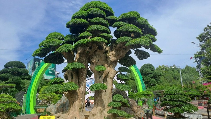 Anh Toàn cho biết mua cây duối cổ thụ từ một nhà vườn khác cũng ở Bình Định. Sau khi mua về, anh tiếp tục chăm sóc và tạo dáng cho cây. Ảnh: Dân Việt