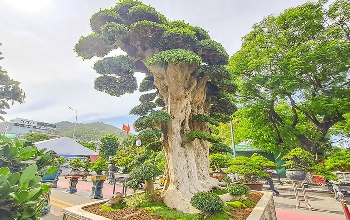 Cây duối trồng trong chậu có chiều ngang 2,2m, chiều dài khoảng 2,6m. Ảnh: Tiền phong