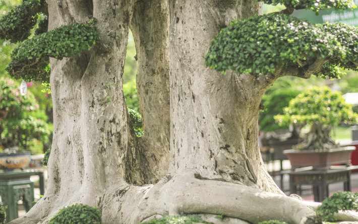 Thân cây nổi các u cục, in hằn dấu vết của thời gian. Ảnh: Tiền phong