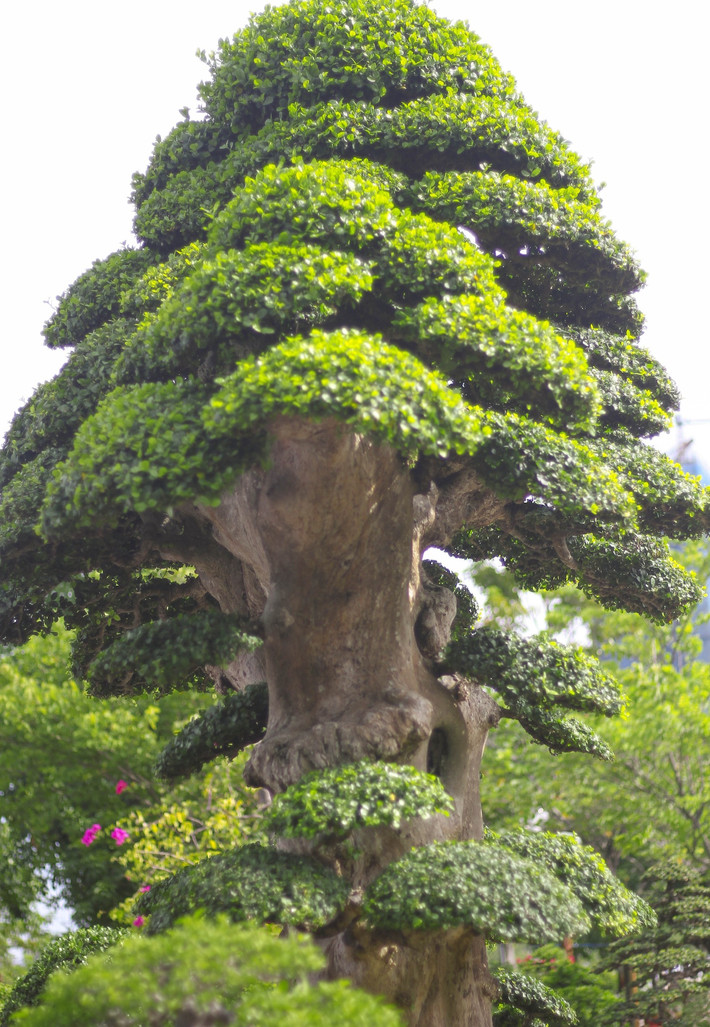 Phần tán trên cây duối cổ đều và đẹp. Ảnh: Tiền phong