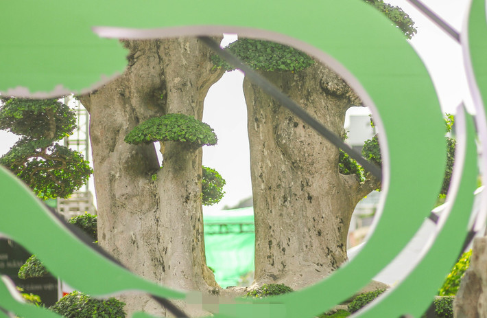 Cây duối liền nhau cùng 1 bệ nhưng có 2 thân độc đáo. Ảnh: Tiền phong