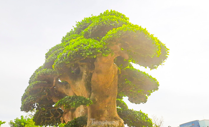 Duối là cây thân gỗ có tuổi thọ cao, lên đến hàng trăm năm. Vì vậy, cây duối còn mang một ý nghĩa trường tồn. Ảnh: Tiền phong