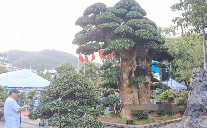 Với anh Toàn, cây duối là một tác phẩm vô giá, sau này ai có duyên thì sở hữu. Ảnh: Dân Việt