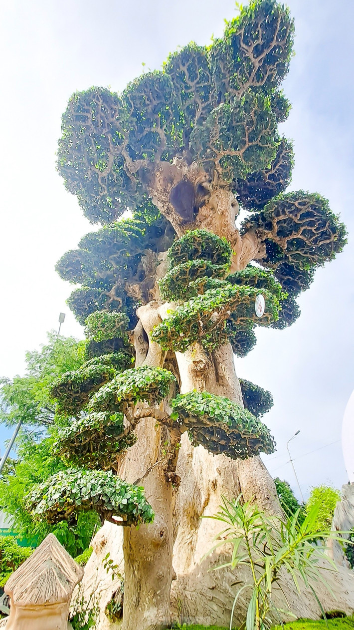 Cây duối gồm 2 thân chính lớn, cao khoảng 3m và những tán lá tròn được cắt tỉa đẹp mắt. Ảnh: Dân Việt