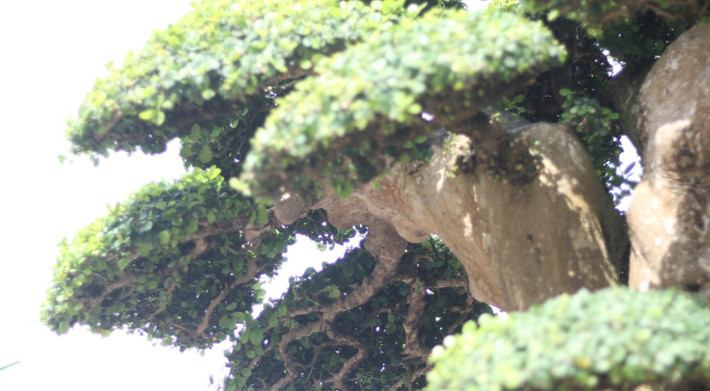 Anh Toàn cho biết, từng có khách trả 23 tỷ đồng nhưng anh chưa bán. Ảnh: Dân Việt