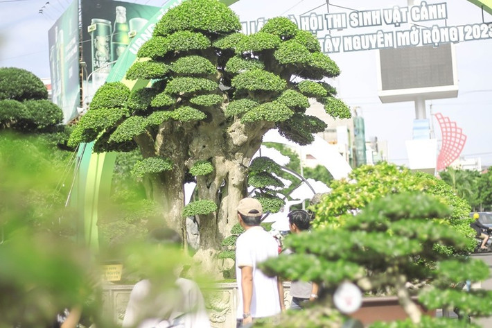 Xuất hiện tại triển lãm và hội thi Sinh vật cảnh khu vực miền Trung - Tây Nguyên diễn ra ở TP. Quy Nhơn (Bình Định) năm 2023, du khách không khỏi trầm trồ trước cây duối cổ thụ của anh Nguyễn Duy Toàn (SN 1981, một nhà vườn ở huyện Tuy Phước, Bình Định). Ảnh: Tiền phong