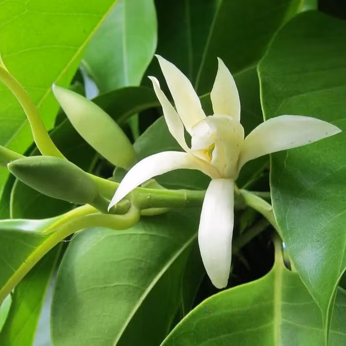 Ngọc lan tượng trưng cho sự bình an, trường tồn và may mắn. Nhiều người tin rằng trồng cây trước nhà sẽ giúp gia chủ gặp thuận lợi trong công việc và cuộc sống. Ảnh: Facebook