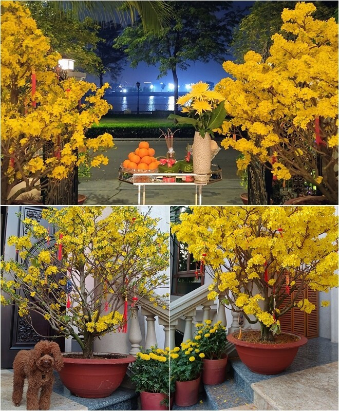 Mai vàng, hoa cúc được chăm chút kỹ lưỡng, tạo cảnh tượng rực rỡ sắc màu. Ảnh: FBNV