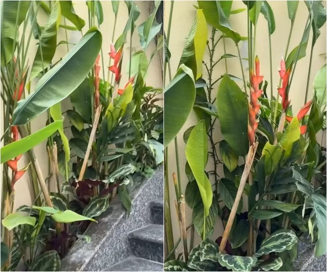 Hoa chuối đỏ rực khoe sắc. Ảnh chụp màn hình