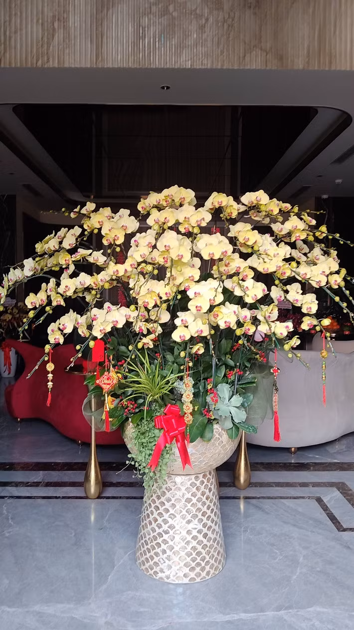 Chậu lan vàng tượng trưng cho sự thịnh vượng và may mắn. Ảnh: FBNV