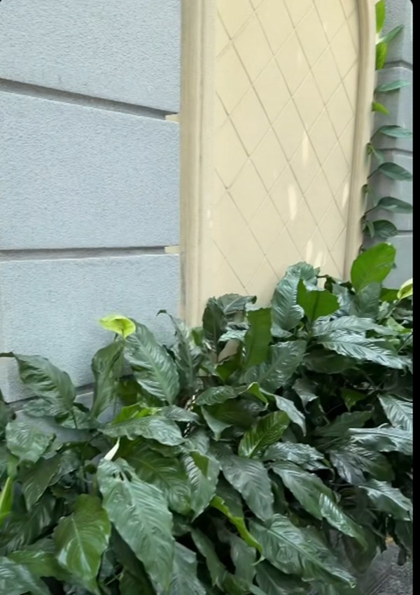 Góc vườn với cây cối xanh mướt kết hợp hài hòa với kiến trúc tường đá và hàng rào sắt. Ảnh chụp màn hình