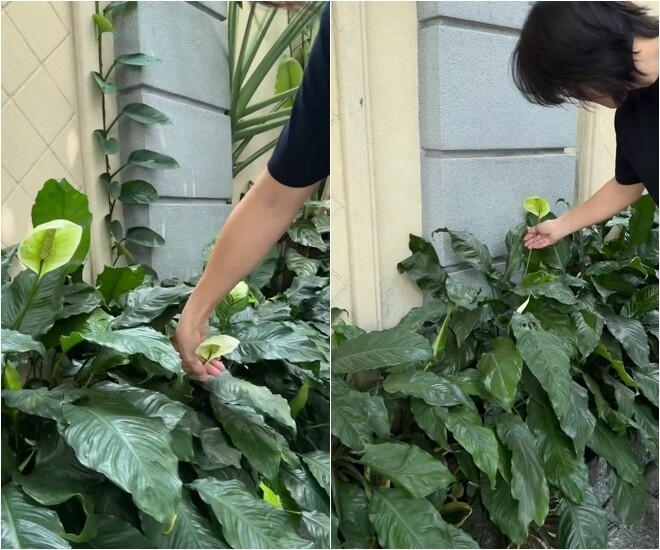 Những khóm hoa lan ý phát triển tốt trong khu vườn. Ảnh chụp màn hình