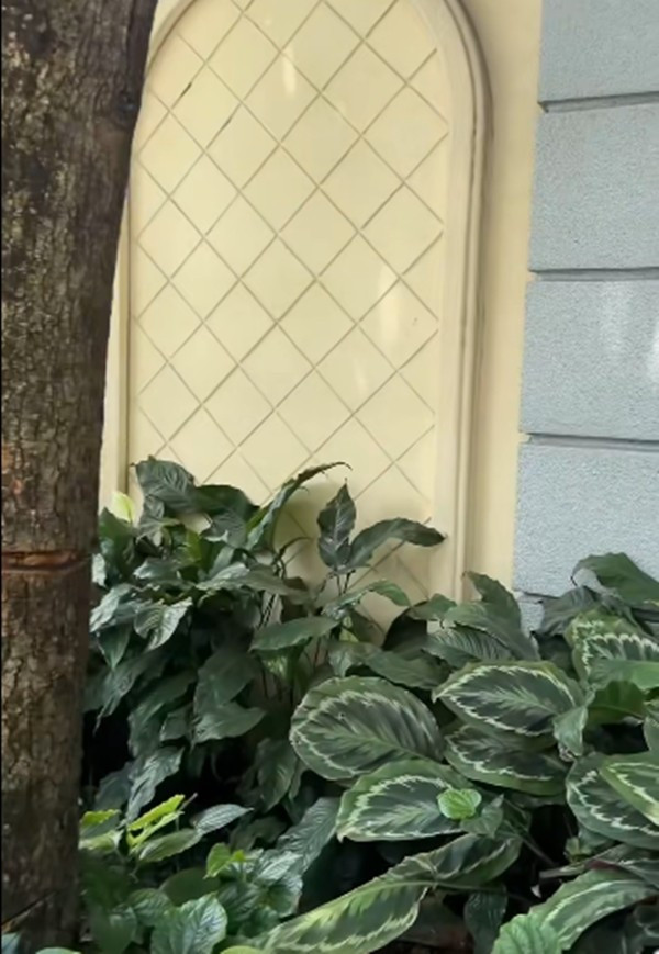 Bên cạnh đó, vợ chồng nghệ sĩ cũng dẫn mọi người ra vườn ngắm khoảng không gian xanh trong biệt thự. Ảnh chụp màn hình