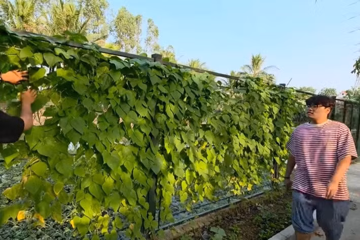 Khu vườn được thiết kế với giàn leo kiên cố dọc theo tường rào, tận dụng tối đa diện tích để trồng rau củ sạch. Ảnh chụp màn hình