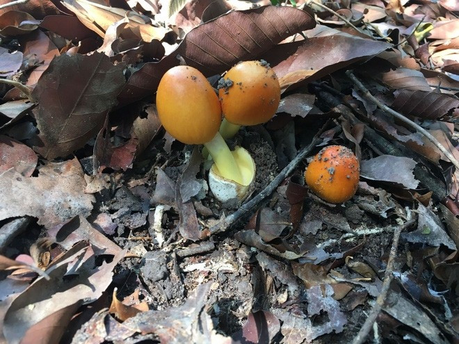 Không chỉ gây ấn tượng bởi hình dáng, nấm trứng gà còn được đánh giá cao về hương vị. Ảnh: Internet