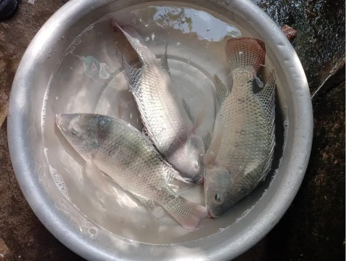 Do được nuôi nhiều, sản lượng lớn nên giá cá rô phi trên thị trường khá ổn định và phù hợp với túi tiền của người tiêu dùng. Ảnh: Đồ câu Duli