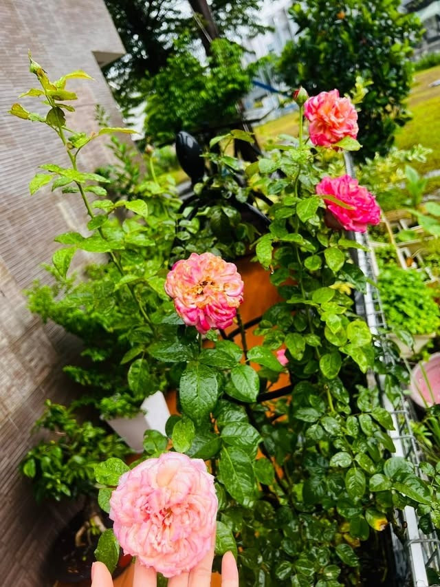 Khu vườn có nhiều loại hoa, trong đó hoa hồng chiếm số lượng lớn. Ảnh: FBNV