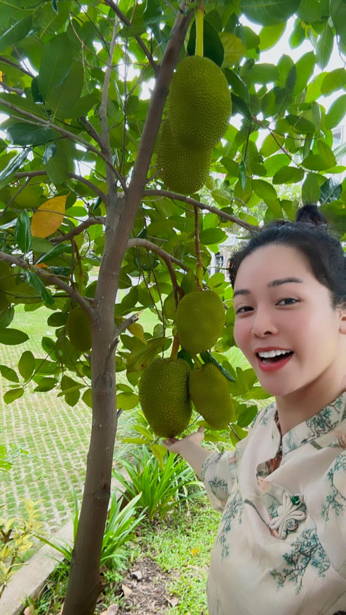 Cây mít cho trái sai trĩu cành. Ảnh: FBNV