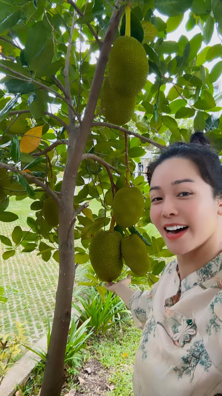 Cây mít cho trái sai trĩu cành. Ảnh: FBNV