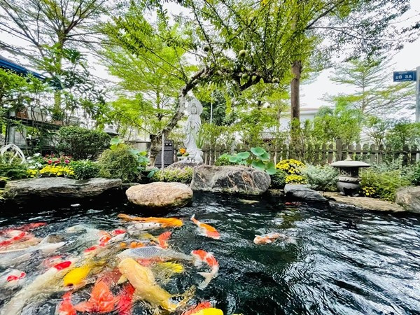 Hồ cá Koi là khu vực đặc biệt nhất trong căn biệt thự. Ảnh: FBNV