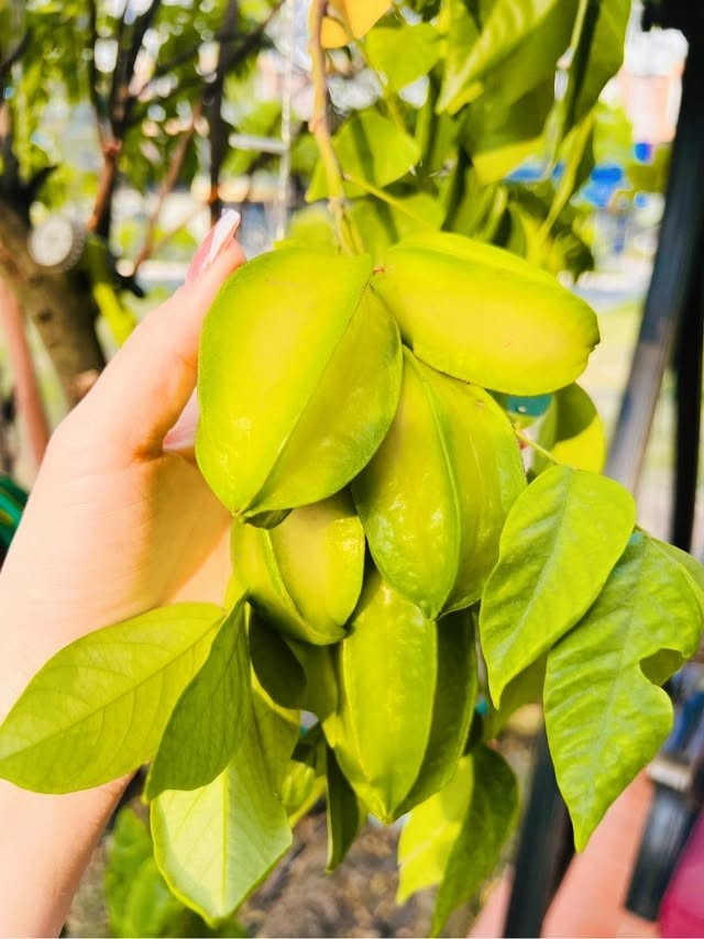 Chùm khế căng mọng trông thích mắt. Ảnh: FBNV