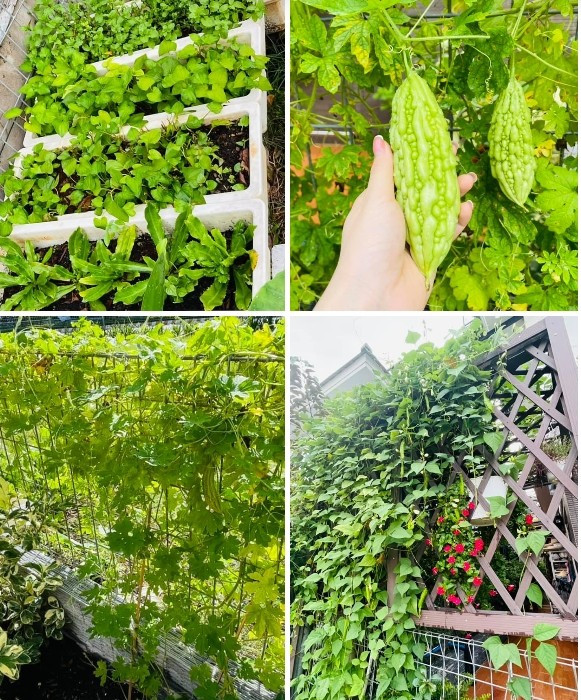 Một góc vườn ngập tràn rau xanh. Ảnh: FBNV