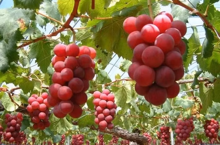 Nho Ruby Roman trồng tại tỉnh Ishikawa (Nhật Bản) được xem là loại nho đắt nhất thế giới. Một chùm nho Ruby Roman có thể được bán đấu giá hàng trăm triệu đồng, thậm chí có chùm từng được bán 250 triệu đồng. Ảnh: Santiam Nursery