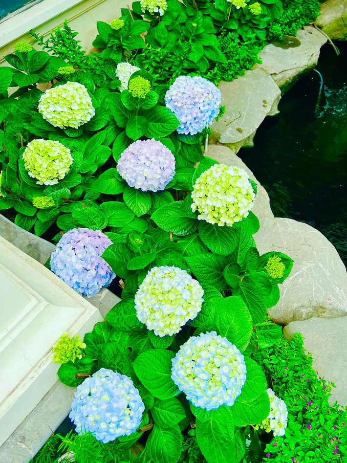 Cẩm tú cầu nở hoa rực rỡ xung quanh hồ cá. Ảnh: FBNV