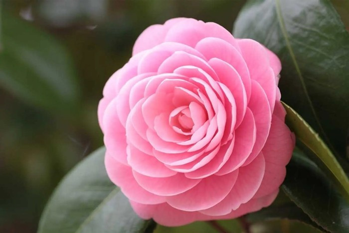 Trồng hoa hải đường trước cửa không chỉ mang ý nghĩa trang trí mà còn được tin rằng giúp thu hút tài lộc, đem lại cuộc sống đủ đầy và ngày càng thịnh vượng cho gia chủ. Ảnh: FPTShop