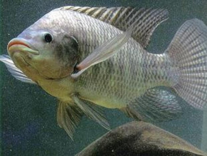 Theo Hiệp hội Chế biến và xuất khẩu thủy sản Việt Nam (VASEP), kim ngạch xuất khẩu cá rô phi của Việt Nam năm 2025 đạt khoảng 99 triệu USD, tăng 141% so với năm 2024. Ảnh: Internet