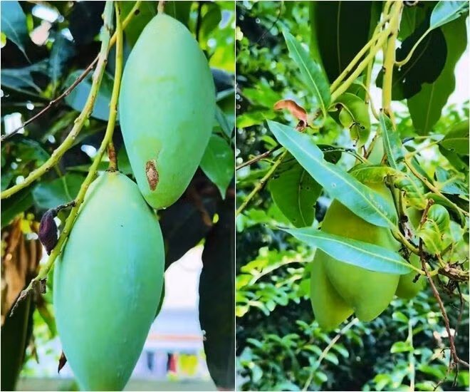 Những trái xoài lủng lẳng trông thích mắt. Ảnh chụp màn hình