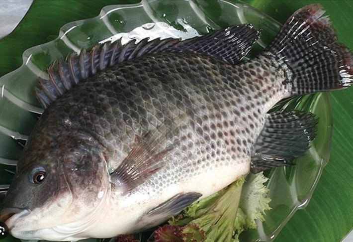 Đáng chú ý, cá rô phi nổi lên là một trong những ngành hàng có tốc độ tăng trưởng cao trong cơ cấu xuất khẩu thủy sản của Việt Nam. Ảnh: Vasep