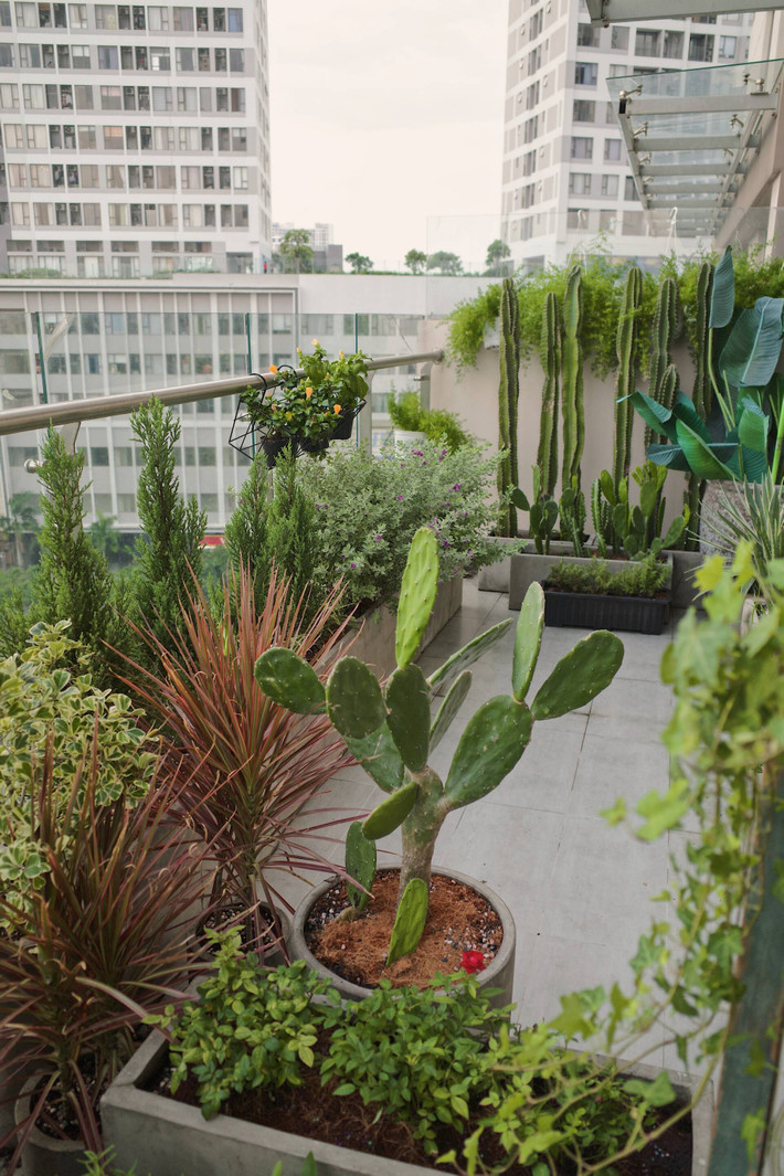 Ban công xanh mướt là nơi đem lại cho Châu Bùi nhiều năng lượng. Ảnh: FBVN