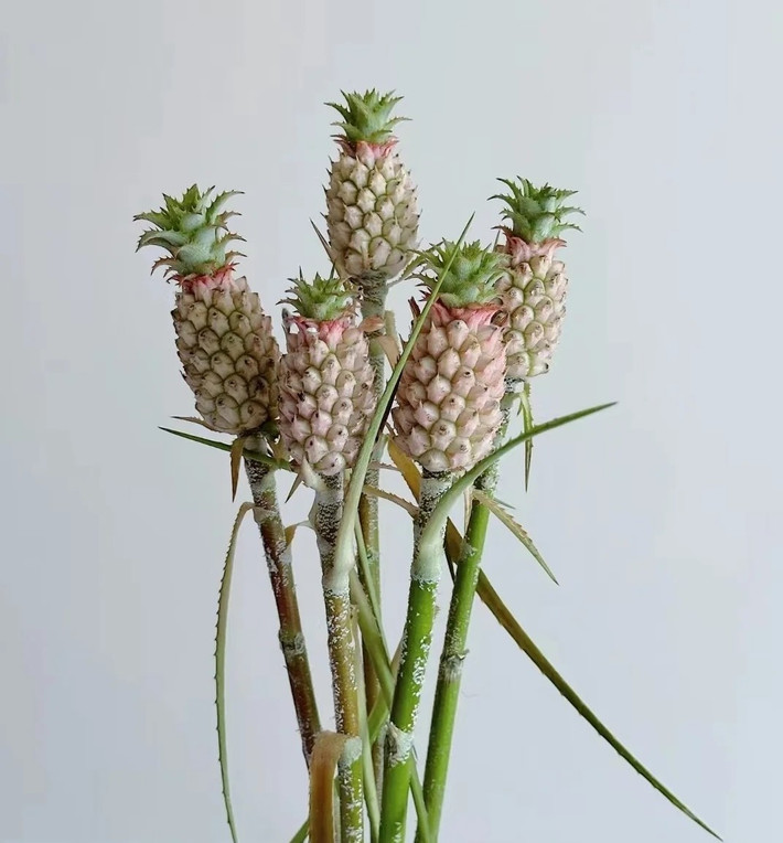 Do phần cuống chắc và quả nhỏ có độ bền tự nhiên, dứa cảnh mini có thể trưng khá lâu, từ vài tuần đến vài tháng nếu đặt ở nơi thoáng mát. Ảnh: Baidu