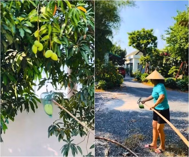 Thu hoạch xoài là niềm đam mê khó tả, mang lại niềm vui cho "người đẹp Tây Đô". Ảnh chụp màn hình