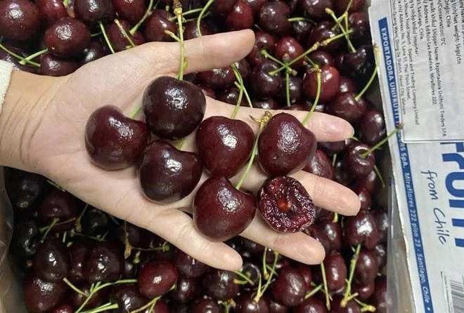 Tính ra mỗi kg cherry Chile chỉ khoảng 120.000-130.000 đồng, rẻ hơn nhiều so với cherry nhập khẩu từ Australia, Mỹ hay New Zealand. Ảnh: Znews