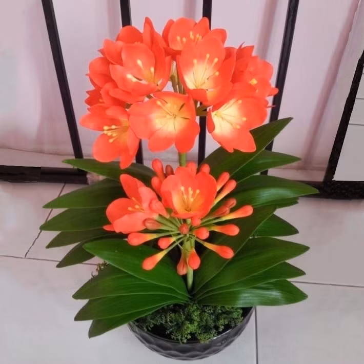 Nên đặt lan quân tử ở nơi có ánh sáng gián tiếp và thông gió như gần cửa sổ hướng đông hoặc hướng bắc. Ảnh: Shopee