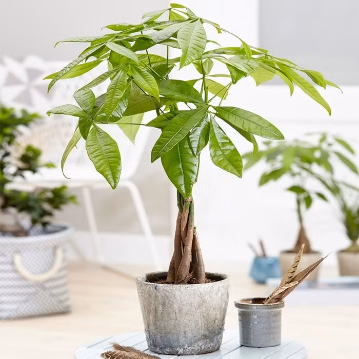 Cây kim ngân là lựa chọn quen thuộc của giới kinh doanh nhờ ý nghĩa “tiền vào như nước”. Ảnh: Cleanipedia