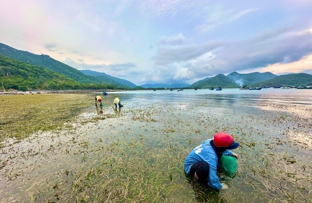 Nhờ mức giá đắt đỏ, rau câu chân vịt đã mang về nguồn thu nhập không nhỏ cho người dân địa phương. Ảnh: Tiền phong
