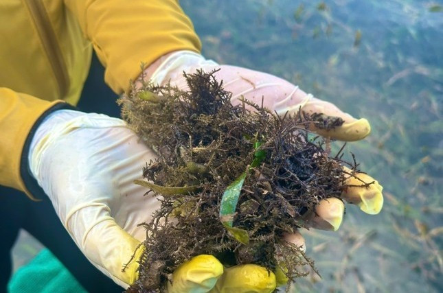 Rau câu chân vịt (hay rau câu rong biển) từng là loại rau dại mọc ven bờ biển. ở các tỉnh thành miền biển như đảo Phú Quý, Phú Quốc, Kiên Giang...Ảnh: Tiền phong