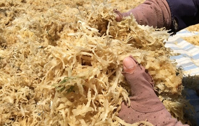 Trung bình, mỗi ngày người khai thác được 0,2 - 2 kg rau câu chân vịt. Ngày nào may mắn, người dân có thể kiếm cả triệu đồng. Ảnh: Dân Việt