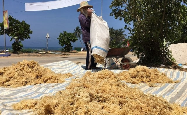 Sau khi rửa, rau câu chân vịt phải phơi nhiều nắng, nắng càng gắt thì việc thu hoạch càng thuận lợi. Ảnh: Dân Việt