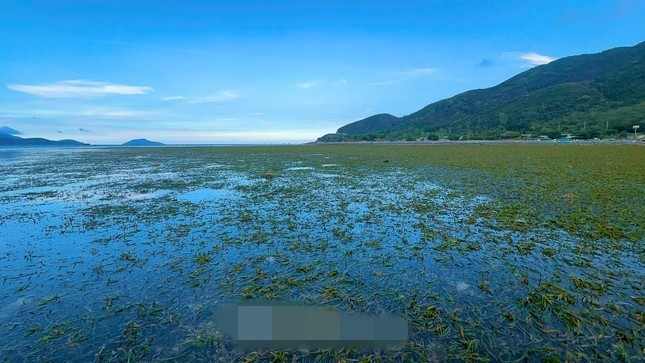 Từ tháng 4 - 7 âm lịch hàng năm, người dân thôn Phước Hạ, xã Phước Đồng, TP. Nha Trang (tỉnh Khánh Hòa) vào mùa khai thác rau câu chân vịt. Ảnh: Tiền phong