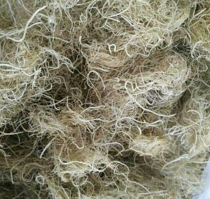 Ngày nay, rau câu chân vịt phơi khô có giá từ 1 - 1,2 triệu đồng/kg nhưng cũng không dễ mua. Ảnh: Dân Việt