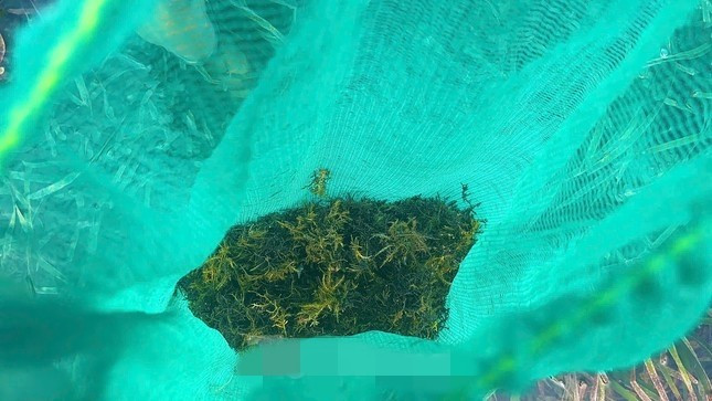 Rau câu chân vịt sau khi thu hoạch phải rửa sạch 4 - 5 lần để loại bỏ tạp chất, rêu sao cho trắng tinh. Ảnh: Tiền phong