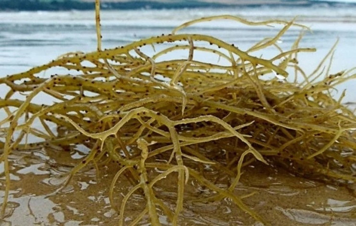 Loại rau dại này thân nhỏ như sợi chỉ, màu nâu tím, hình dáng giống chân vịt, mọc thành từng tảng lớn bám vào mặt đá. Ảnh: Dân Việt