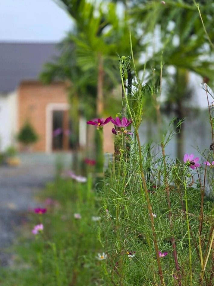 Quanh khu vườn có nhiều hoa cỏ, thiên nhiên thoáng đãng. Ảnh: FBNV