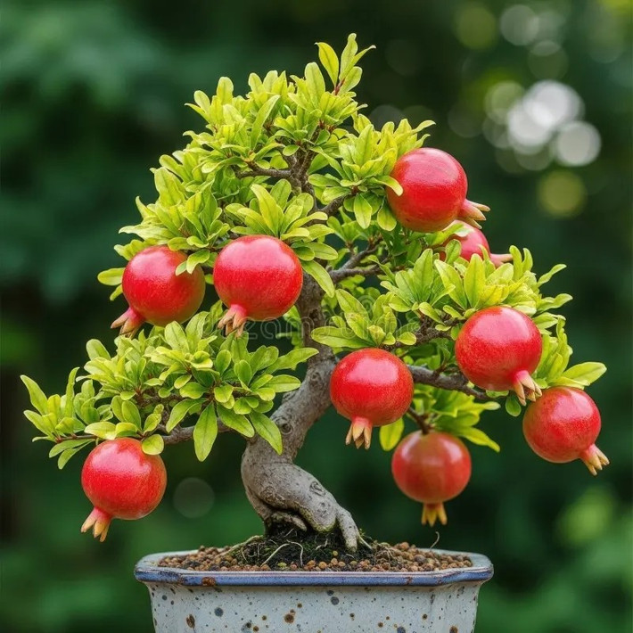 Khi được tạo dáng bonsai, cây lựu vừa mang giá trị thẩm mỹ vừa được xem là biểu tượng của sự đủ đầy và hạnh phúc. Ảnh: Dreamstime